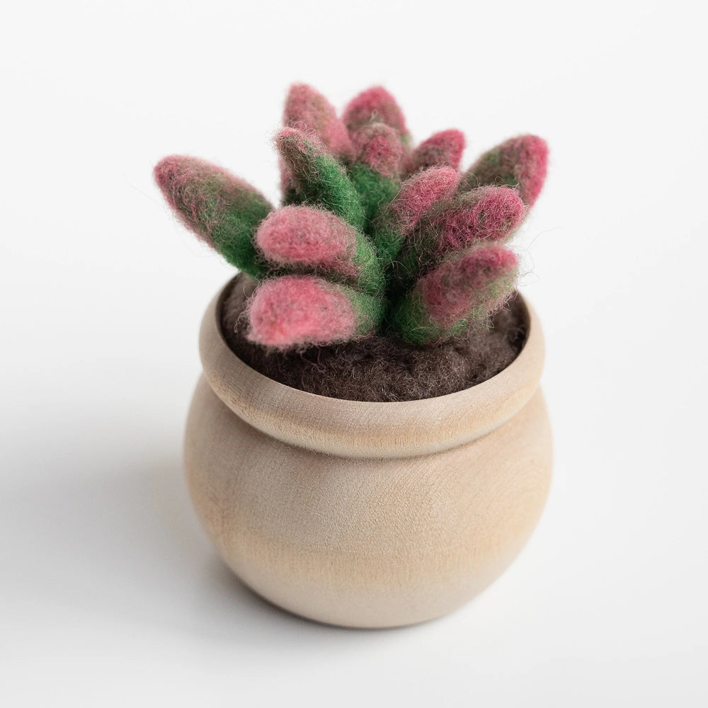 #color_sunrise-succulent